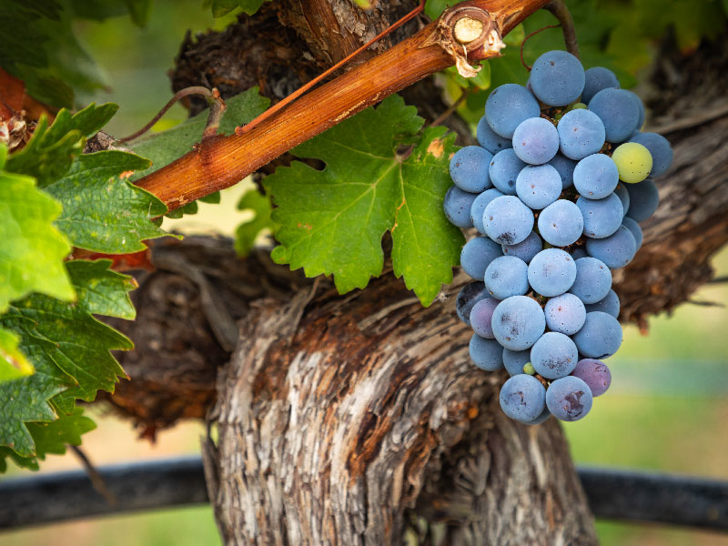 vine Franciacorta